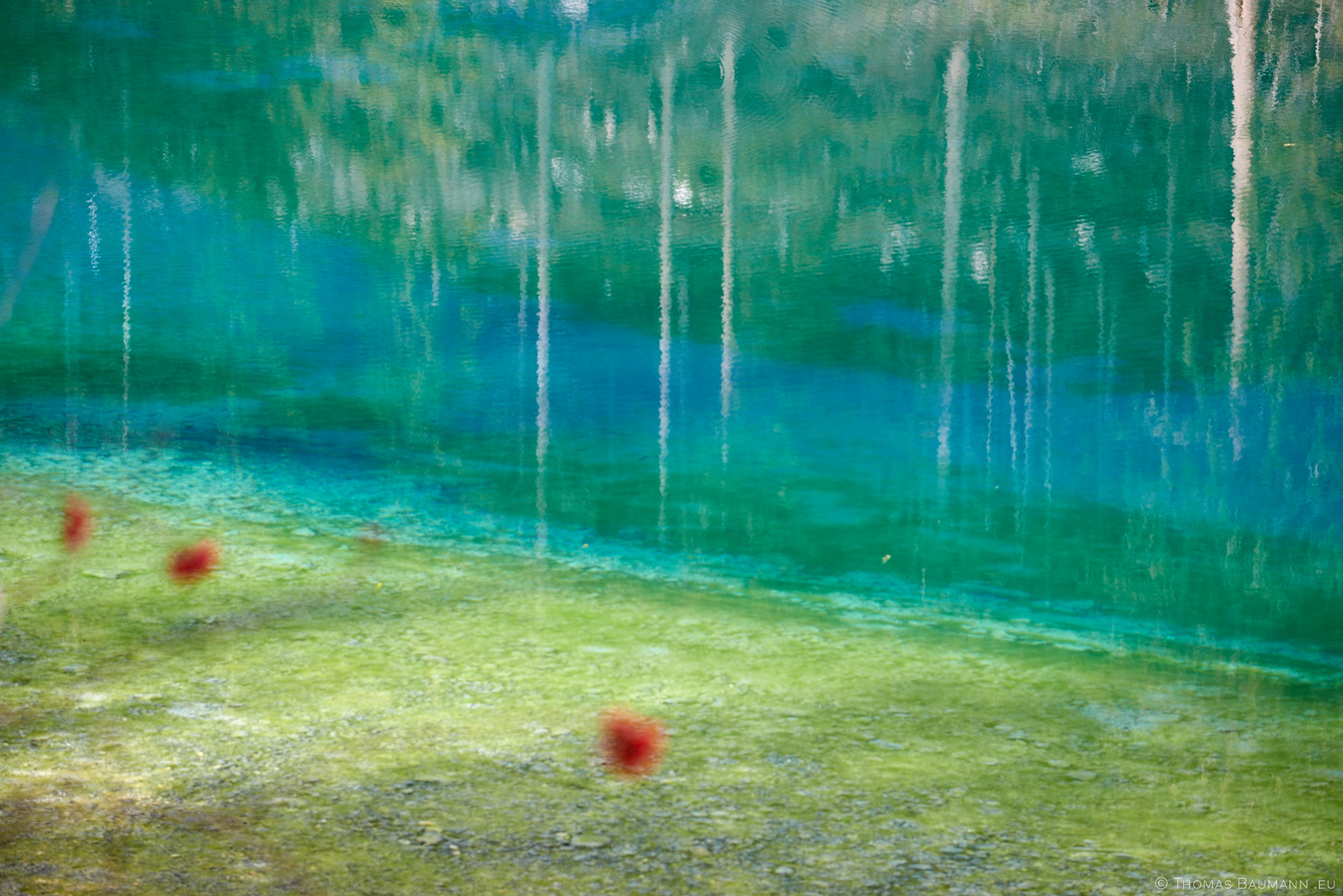 Tree Reflections with Berries