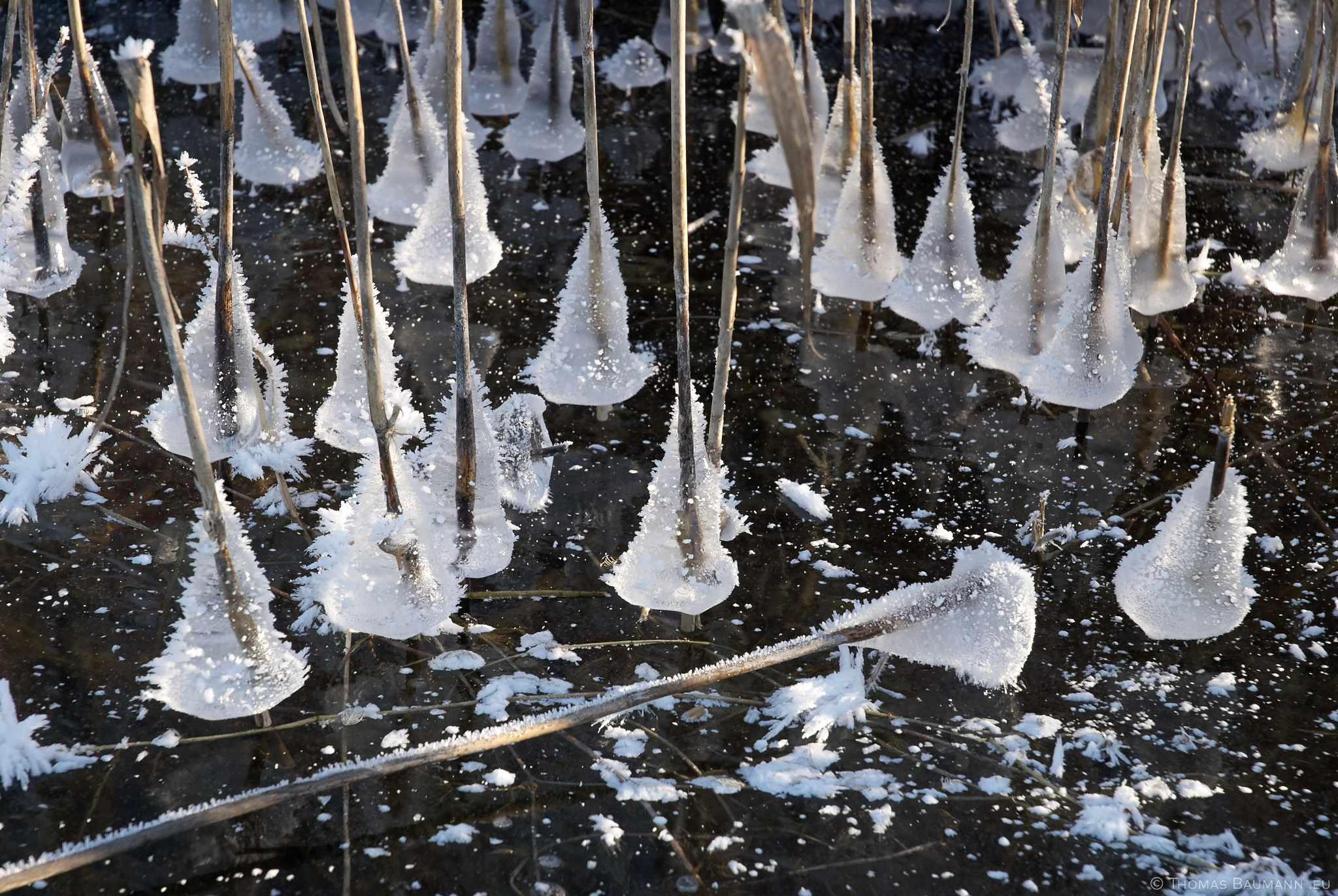 Reeds in Frozen Lake