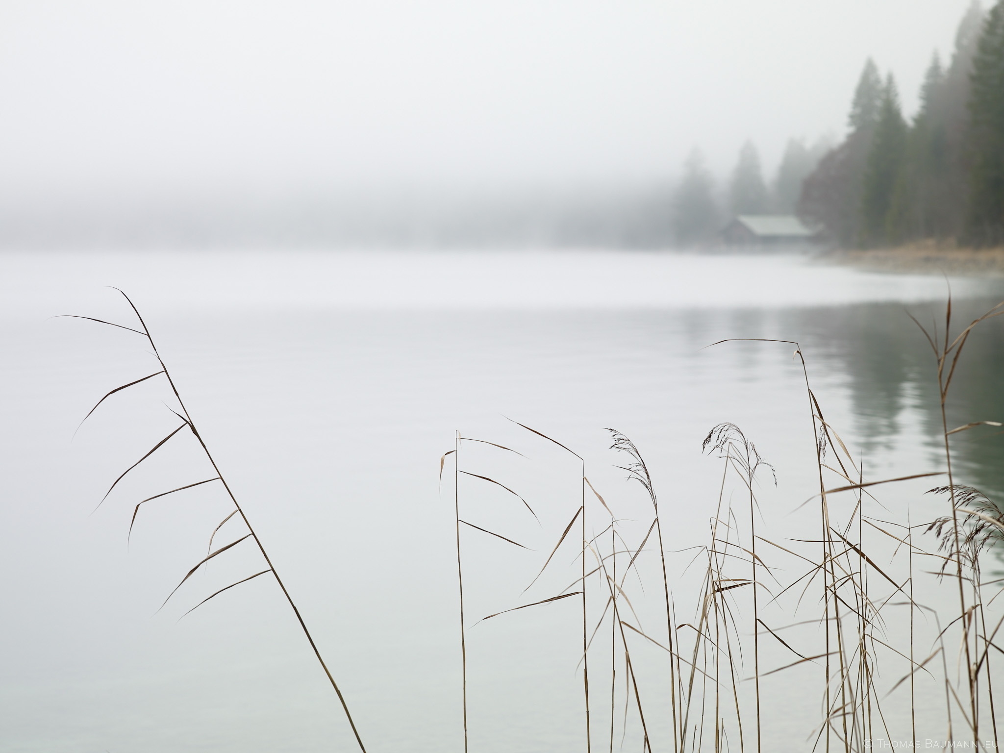 Reeds in Fog